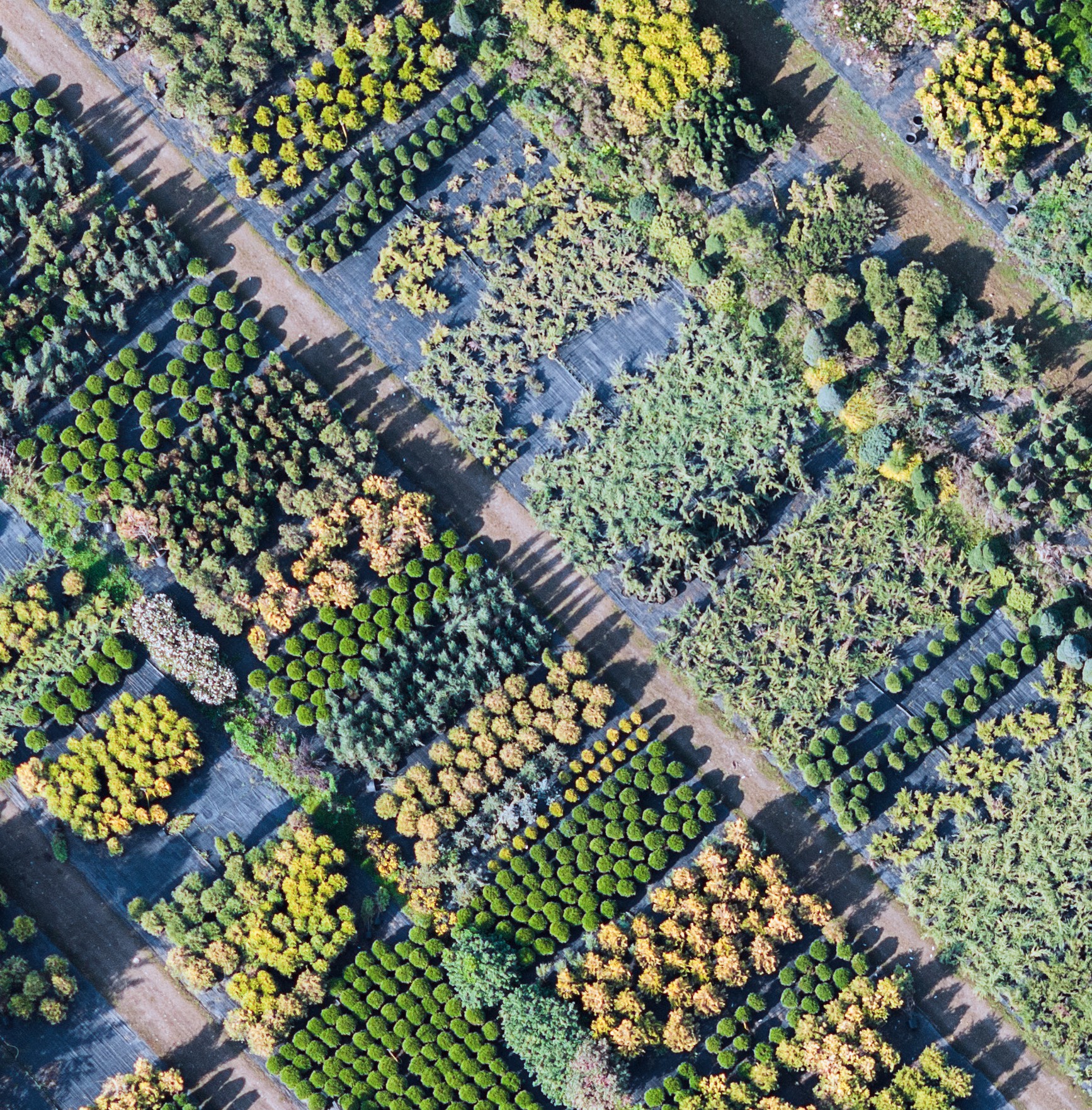 Aerial view of a distributed plant nursery — rows of native species