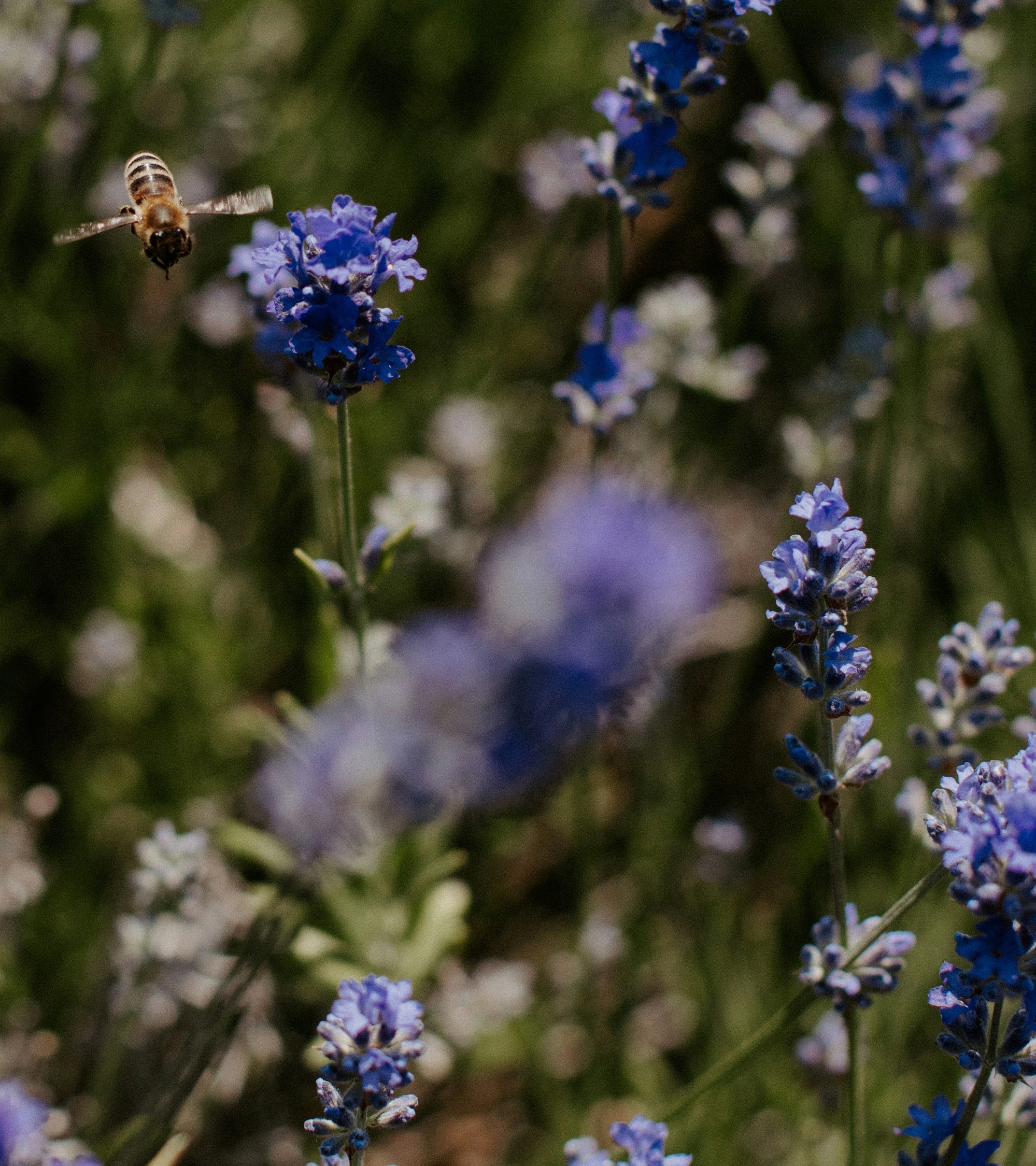 Honeybee approaching lavender — pollinator habitat