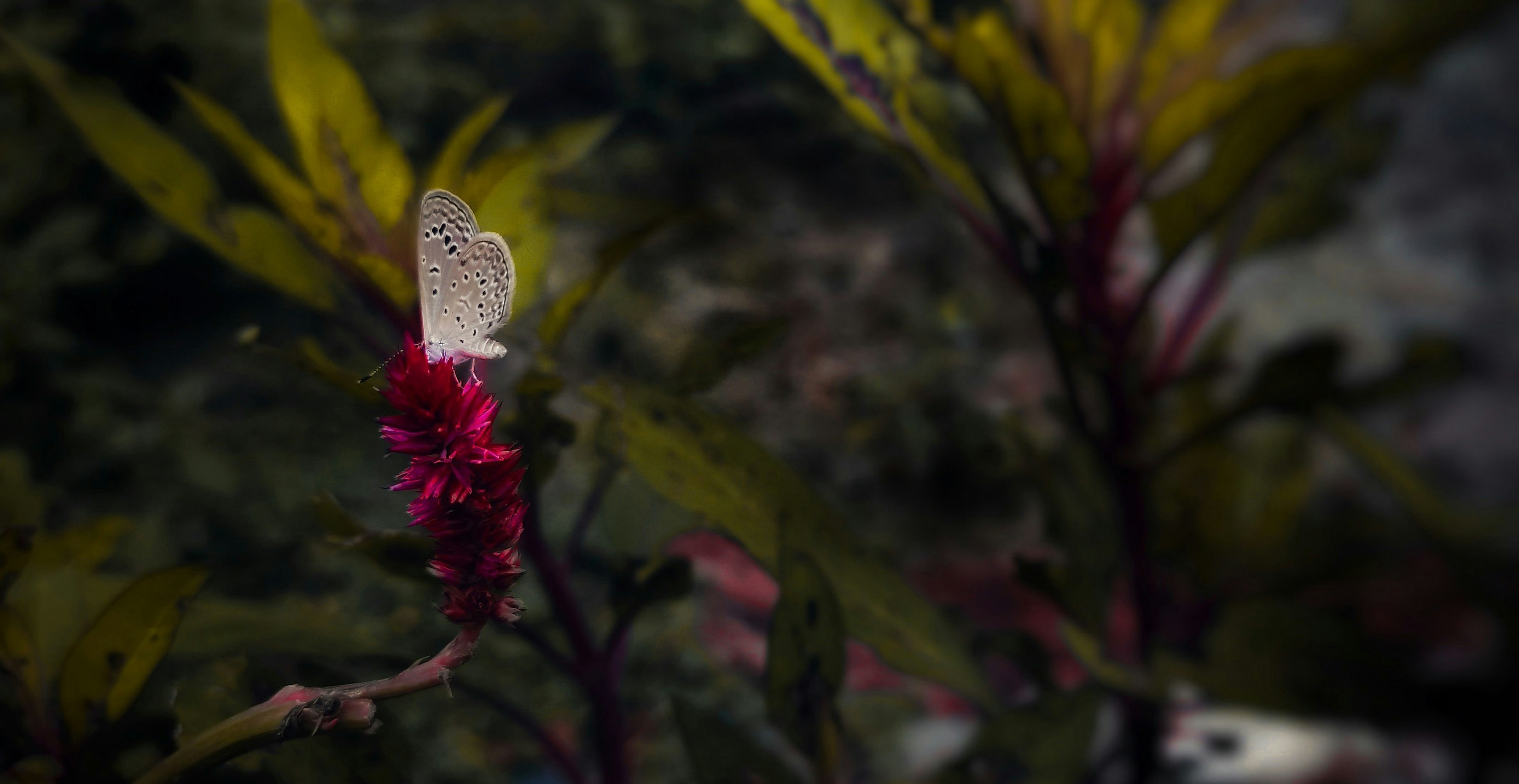 Butterfly on celosia — pollinators thrive in native habitat