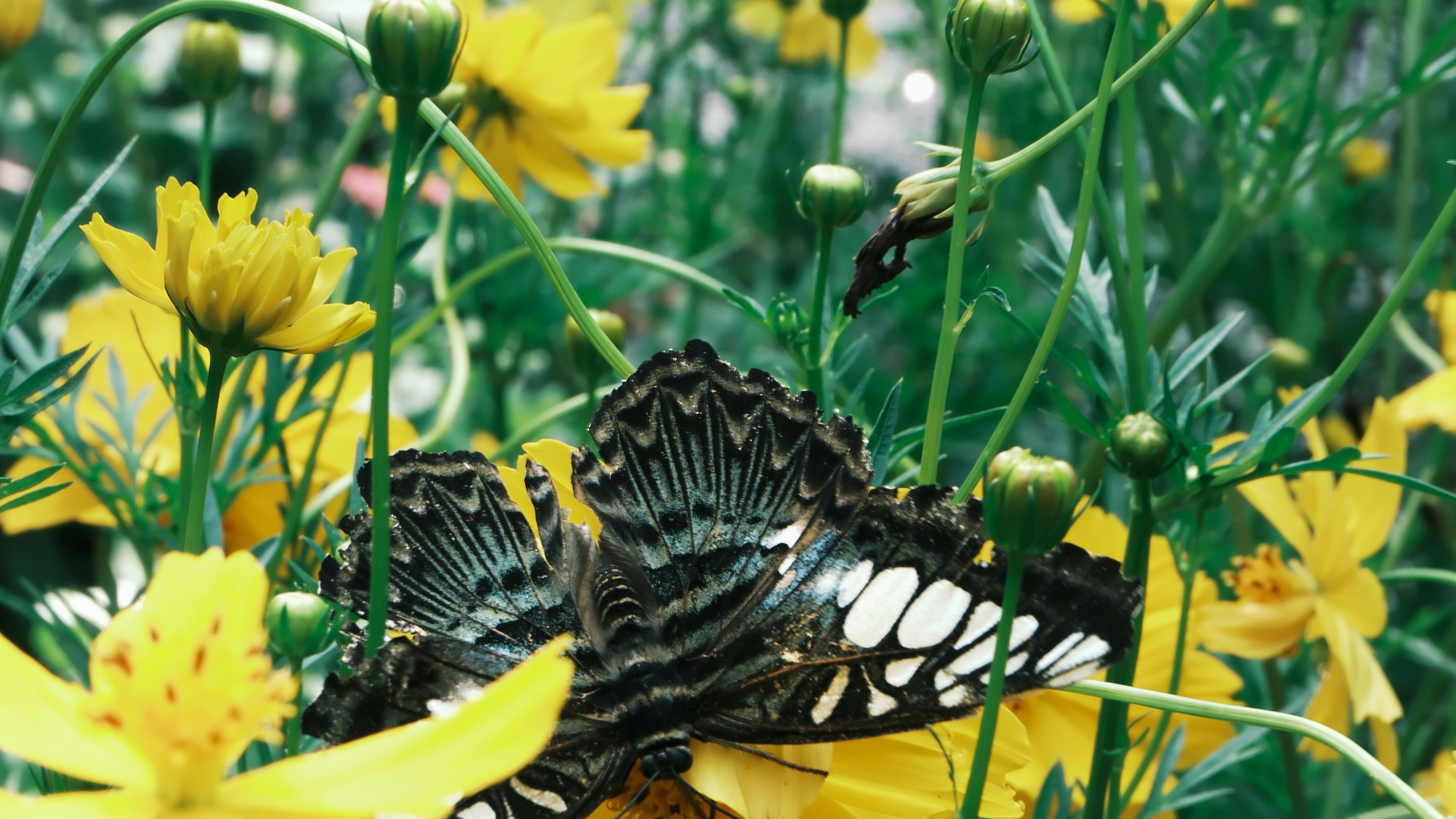 Butterfly among yellow wildflowers — biodiversity in the garden