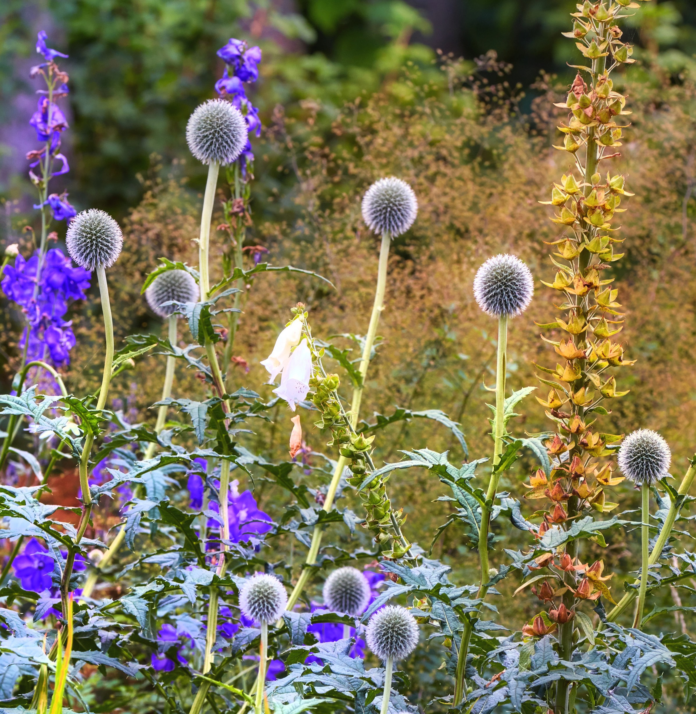 Globe thistle and delphiniums — native perennial planting