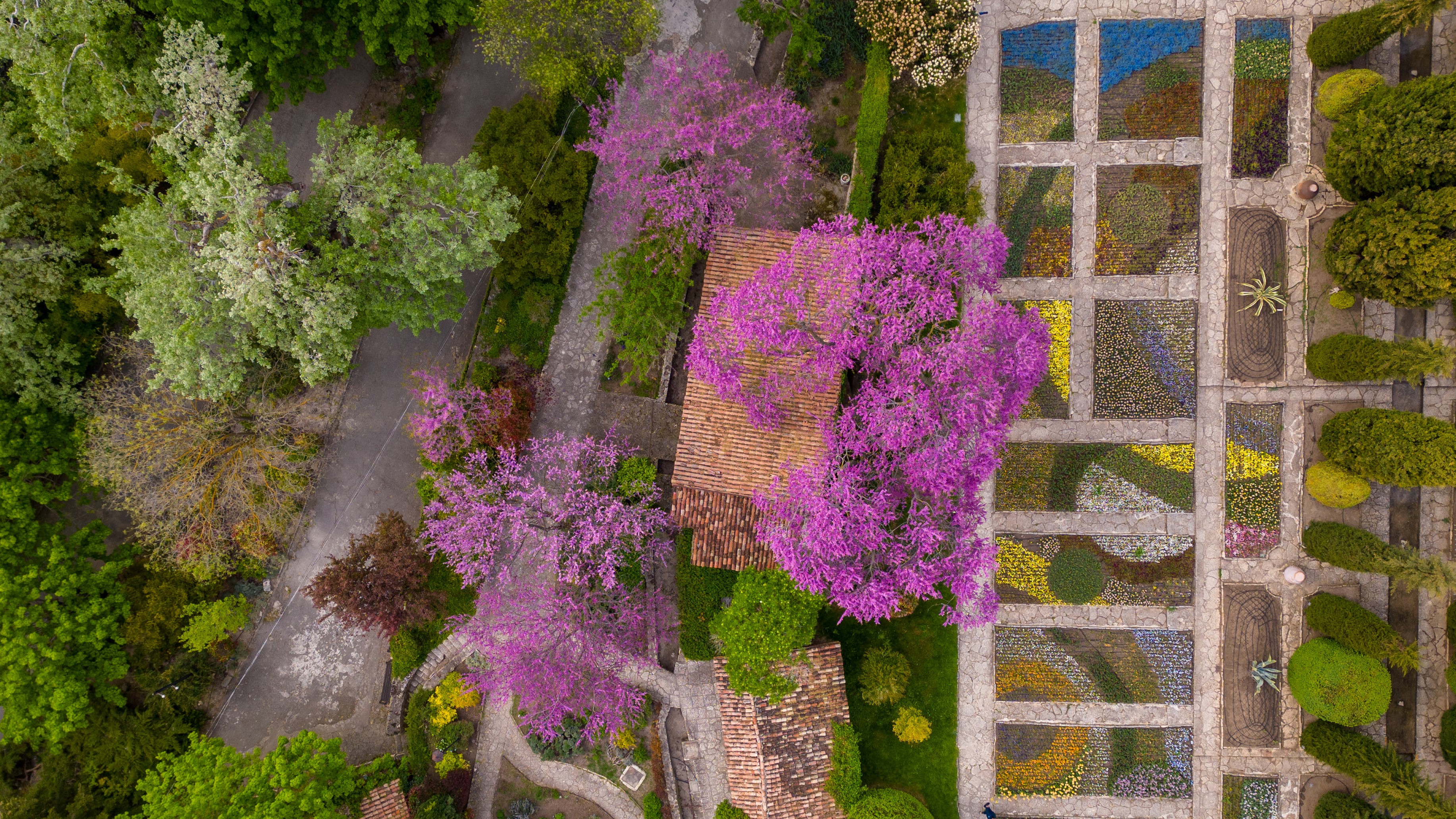 Aerial view of a vibrant garden with pink flowering trees and geometric garden beds