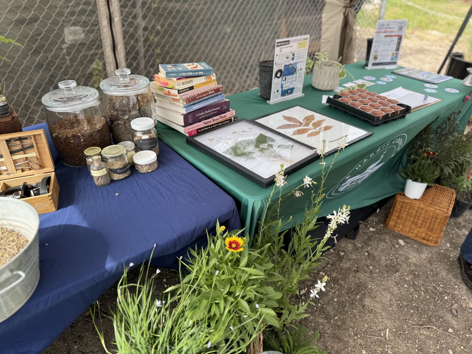 A booth table with seed jars, books and pressed plant prints on a green cloth