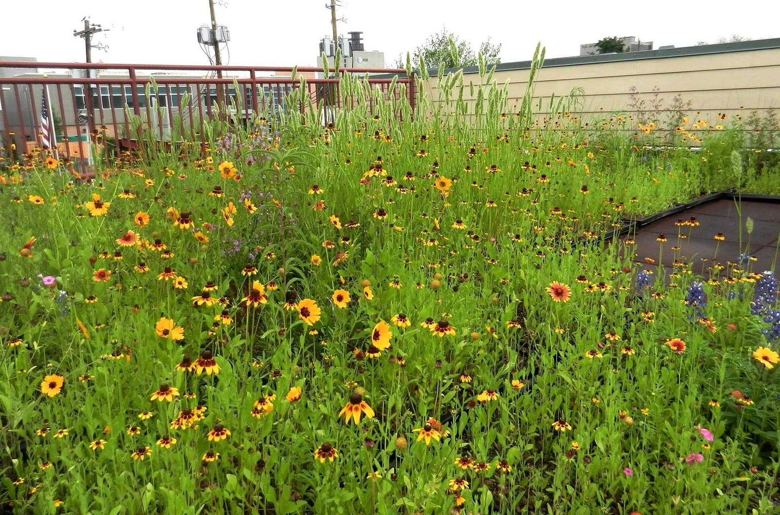 Coreopsis and firewheel blooming densely in a rooftop prairie meadow