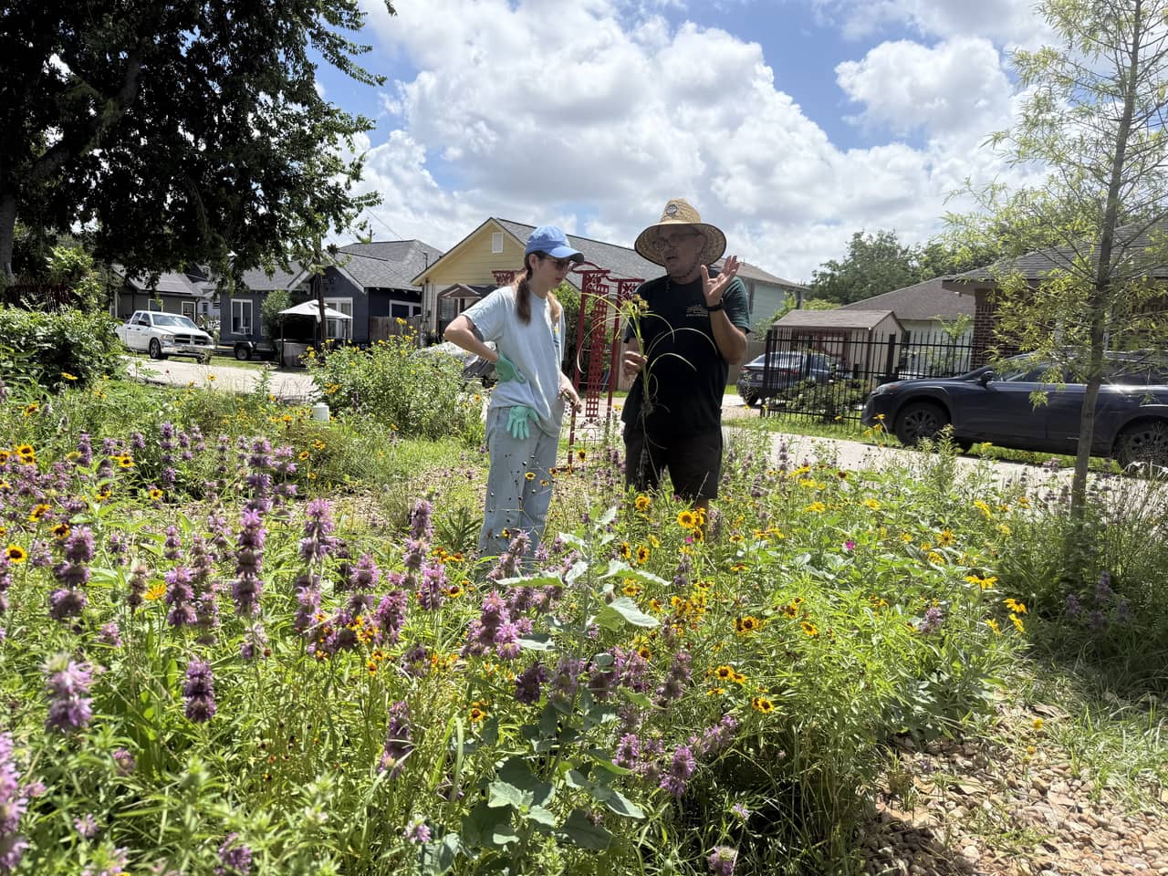 Two people talking in a blooming curbside meadow of purple bee balm and yellow coneflowers