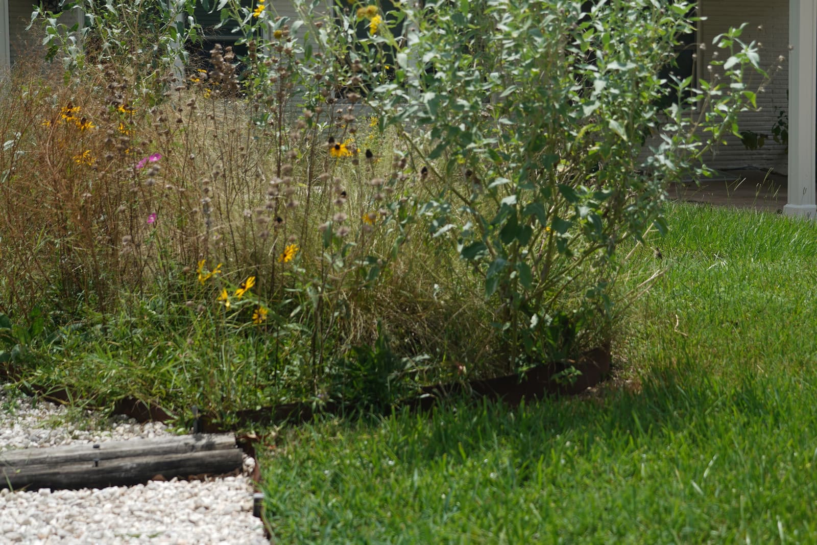 A round island bed of sunflowers, cactus and young natives cut into a green lawn