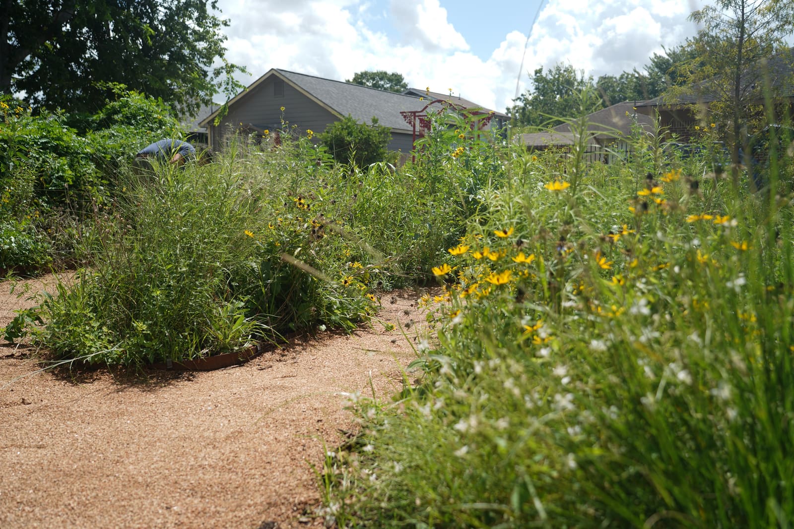 A decomposed granite path curving between dense native plantings, houses and sky beyond