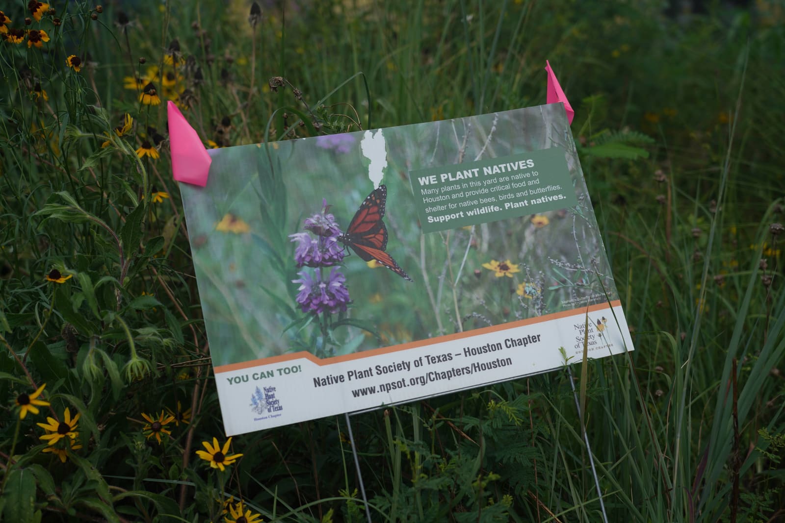 A We Plant Natives sign from the Native Plant Society of Texas staked in a wildflower bed