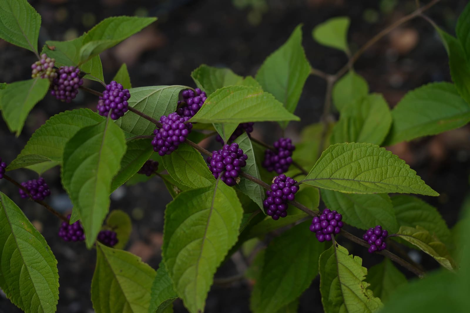 Purple beautyberry clusters along a green branch