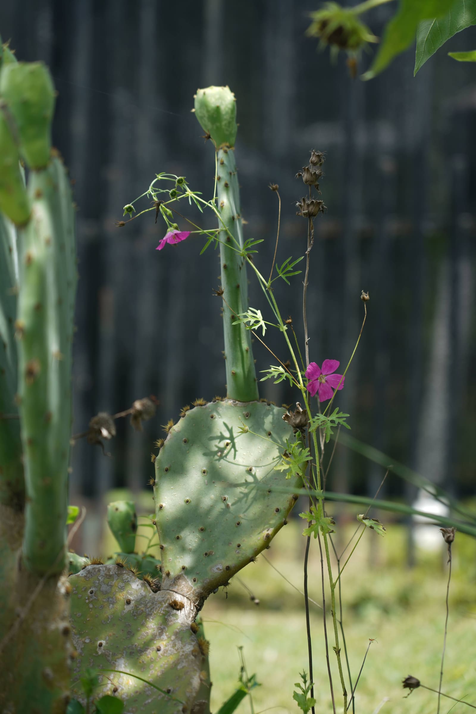 Prickly pear, Opuntia, as a cyanotype
