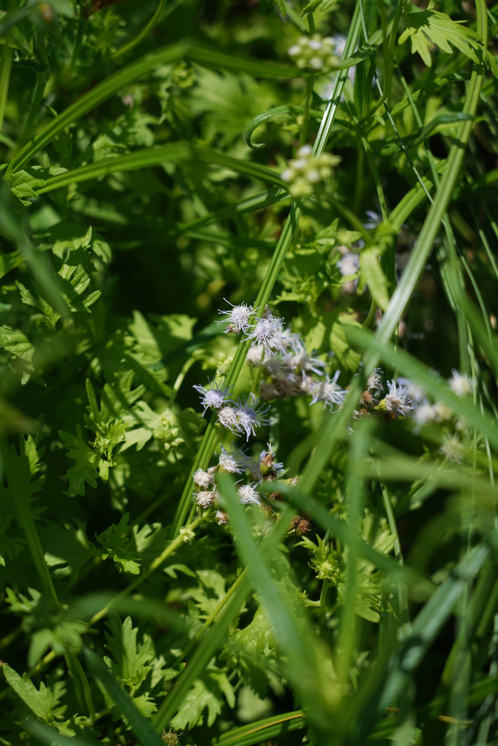 Dayflower, Commelina erecta, as a cyanotype