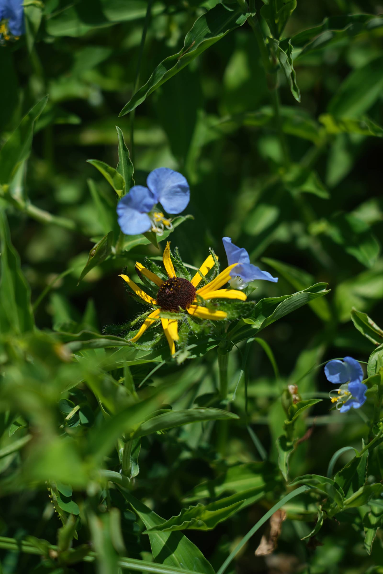 A small blue dayflower among green stems