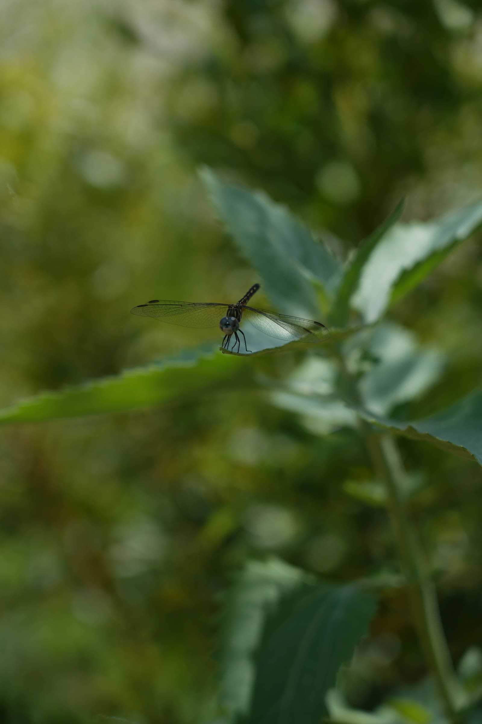 A dragonfly resting on a leaf