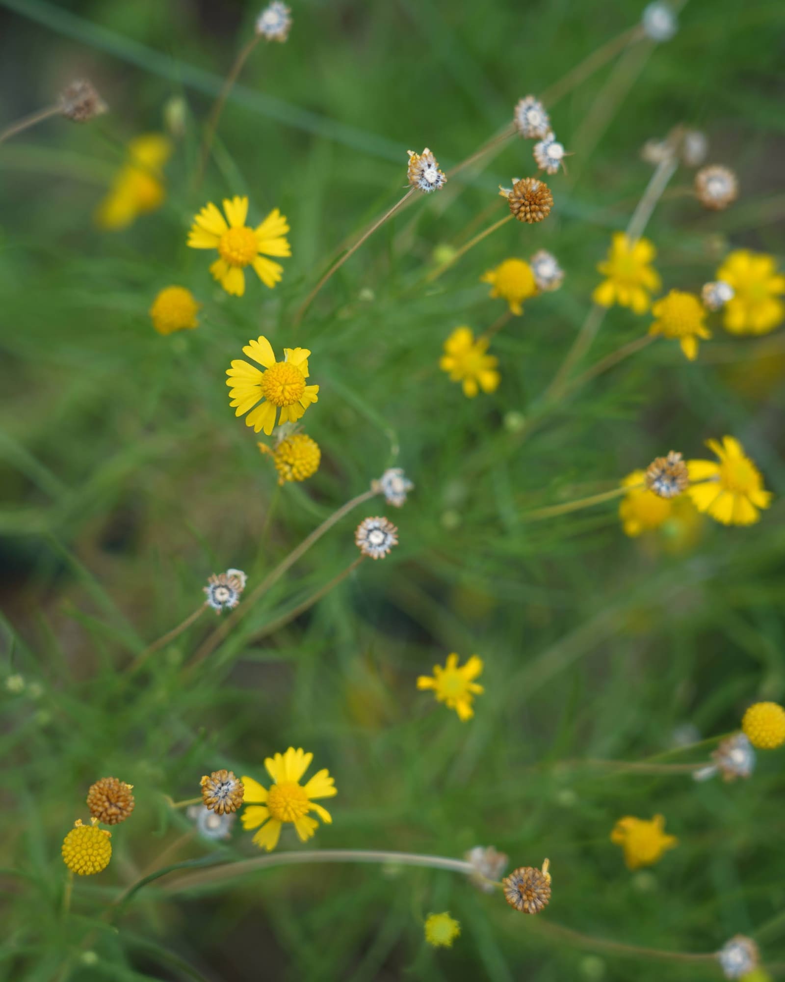 Bitterweed, Helenium amarum, as a cyanotype