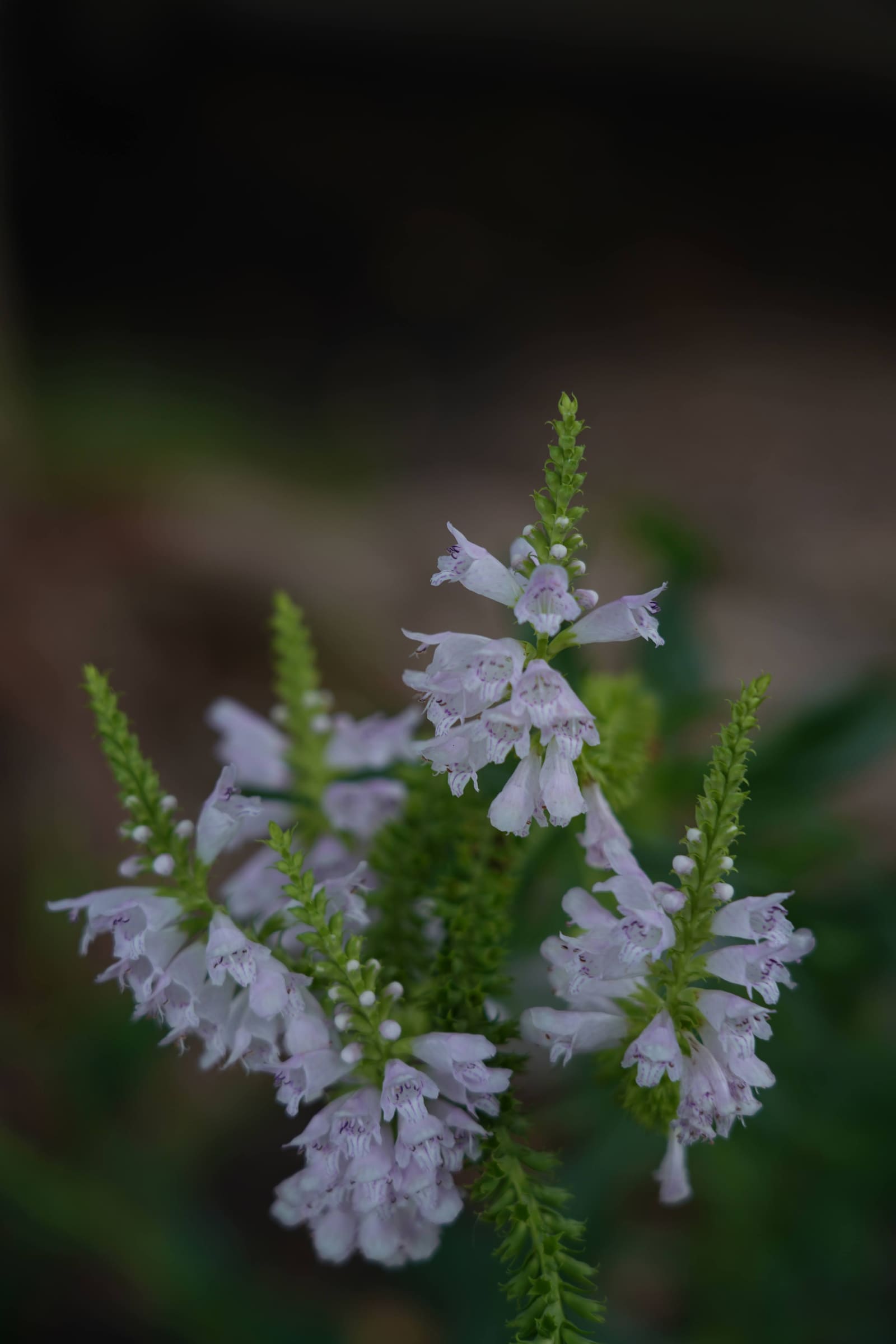Obedient plant, Physostegia virginiana, as a cyanotype