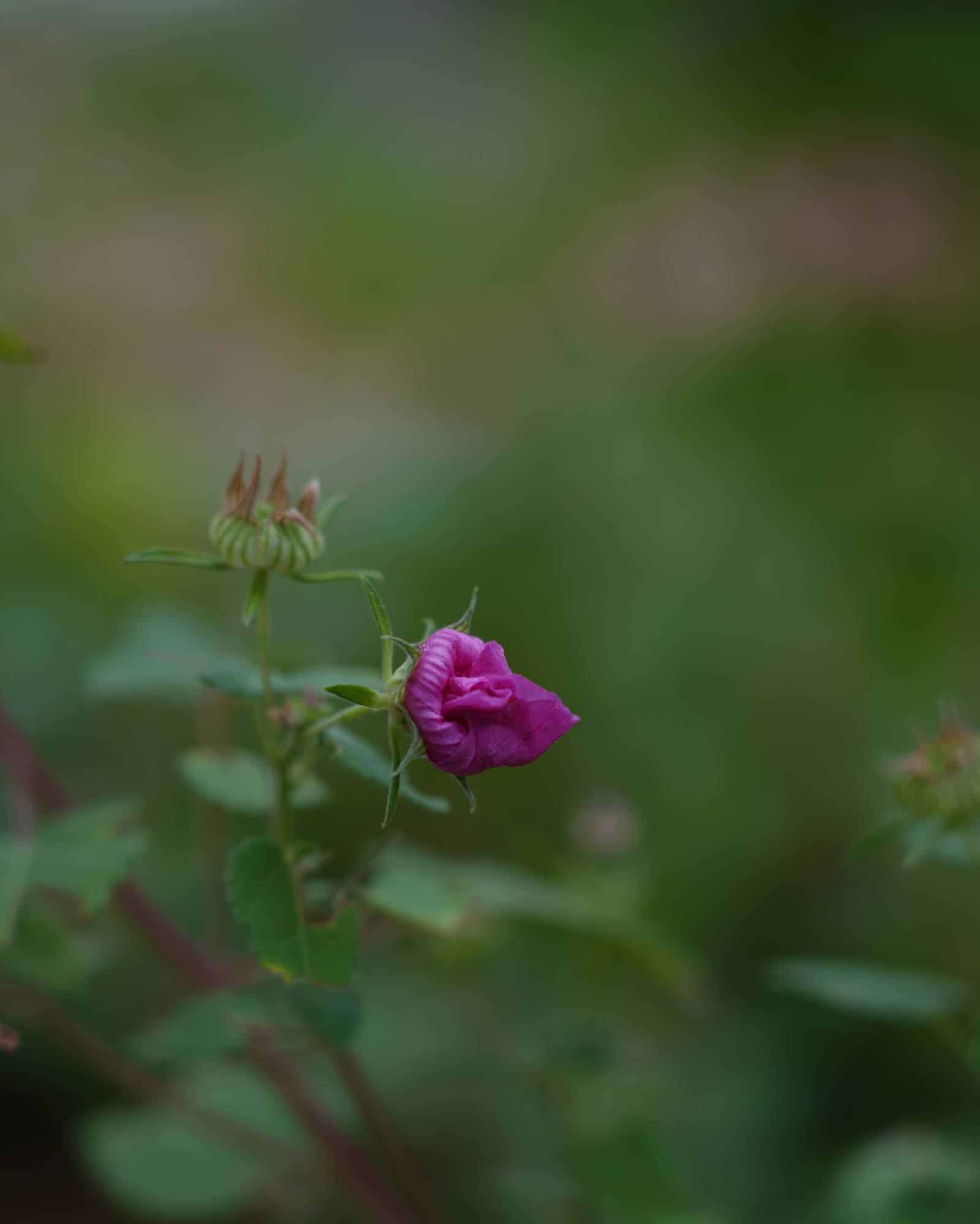 Rock rose, Pavonia lasiopetala, as a cyanotype