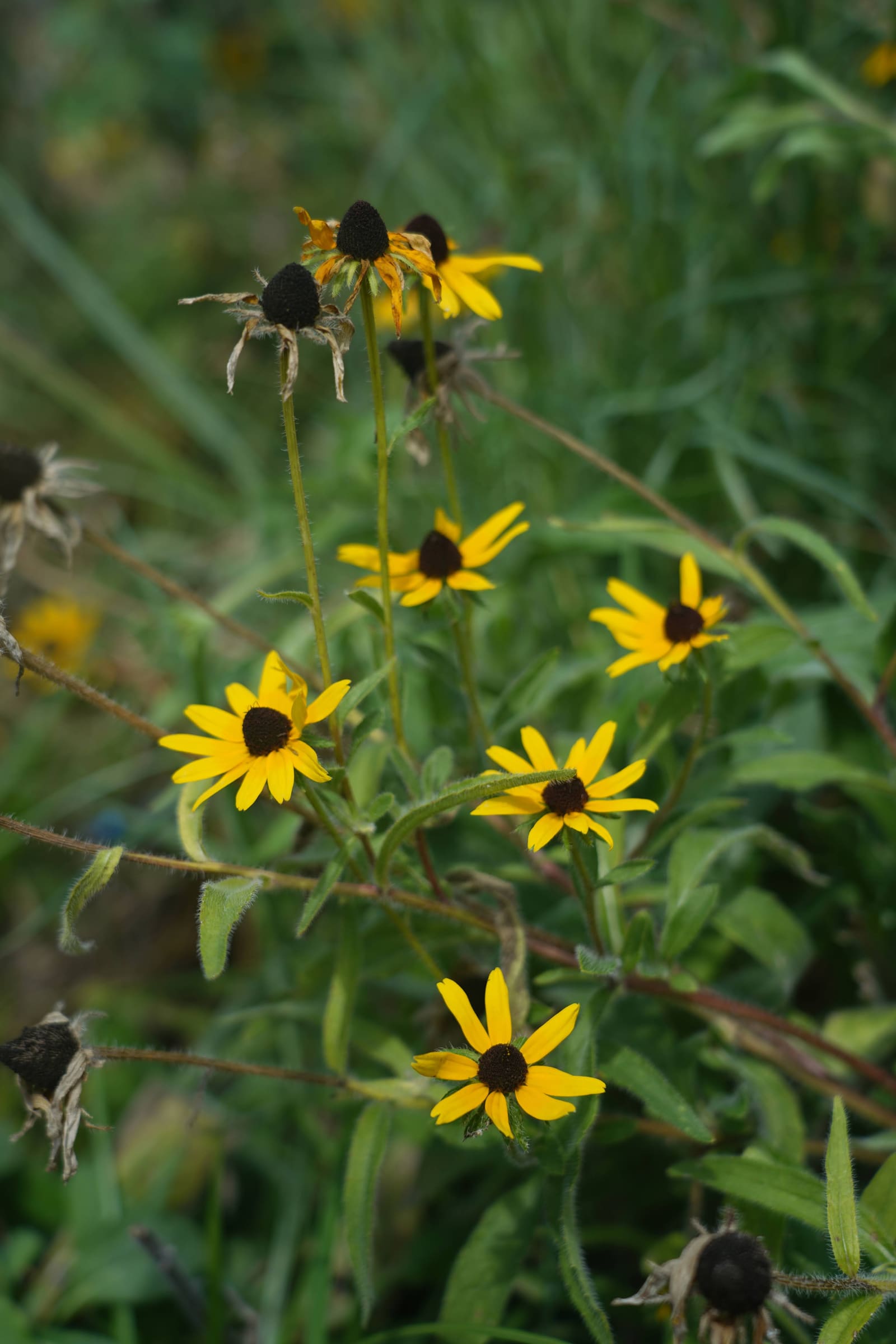 Black-eyed Susans, Rudbeckia hirta, as a cyanotype