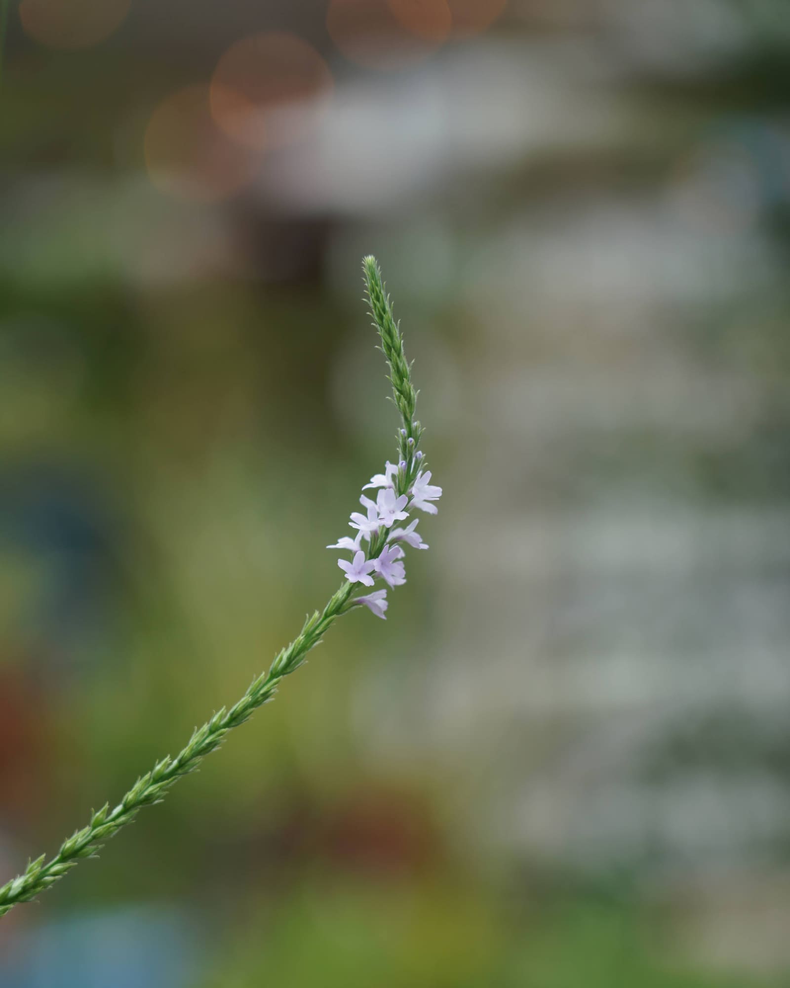 Texas vervain, Verbena halei, as a cyanotype