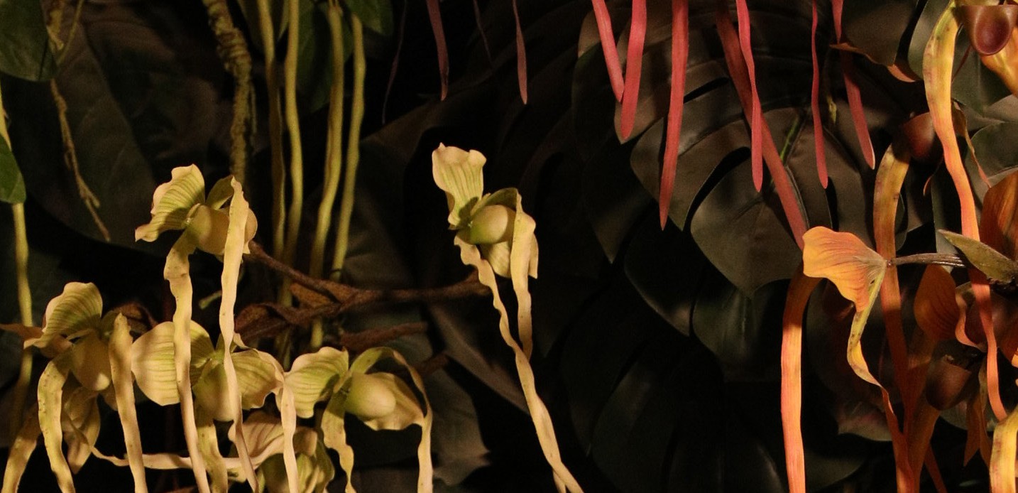 Wildflower meadow — native habitat in action